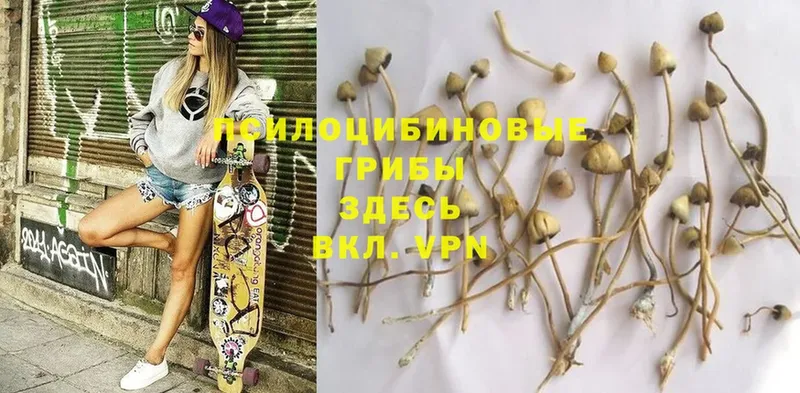 OMG tor  Краснослободск  Галлюциногенные грибы Magic Shrooms 